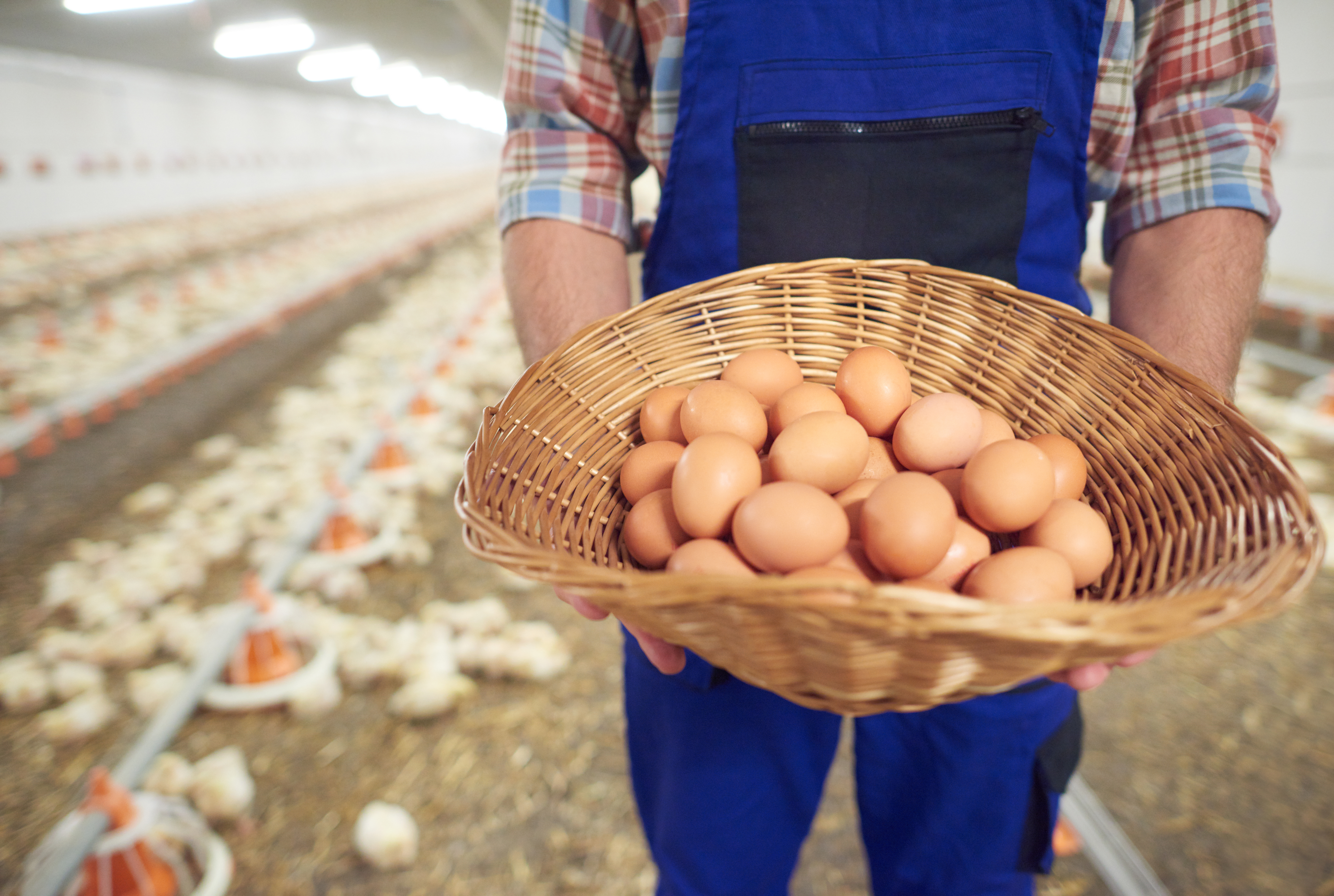Hatchery & By-Product